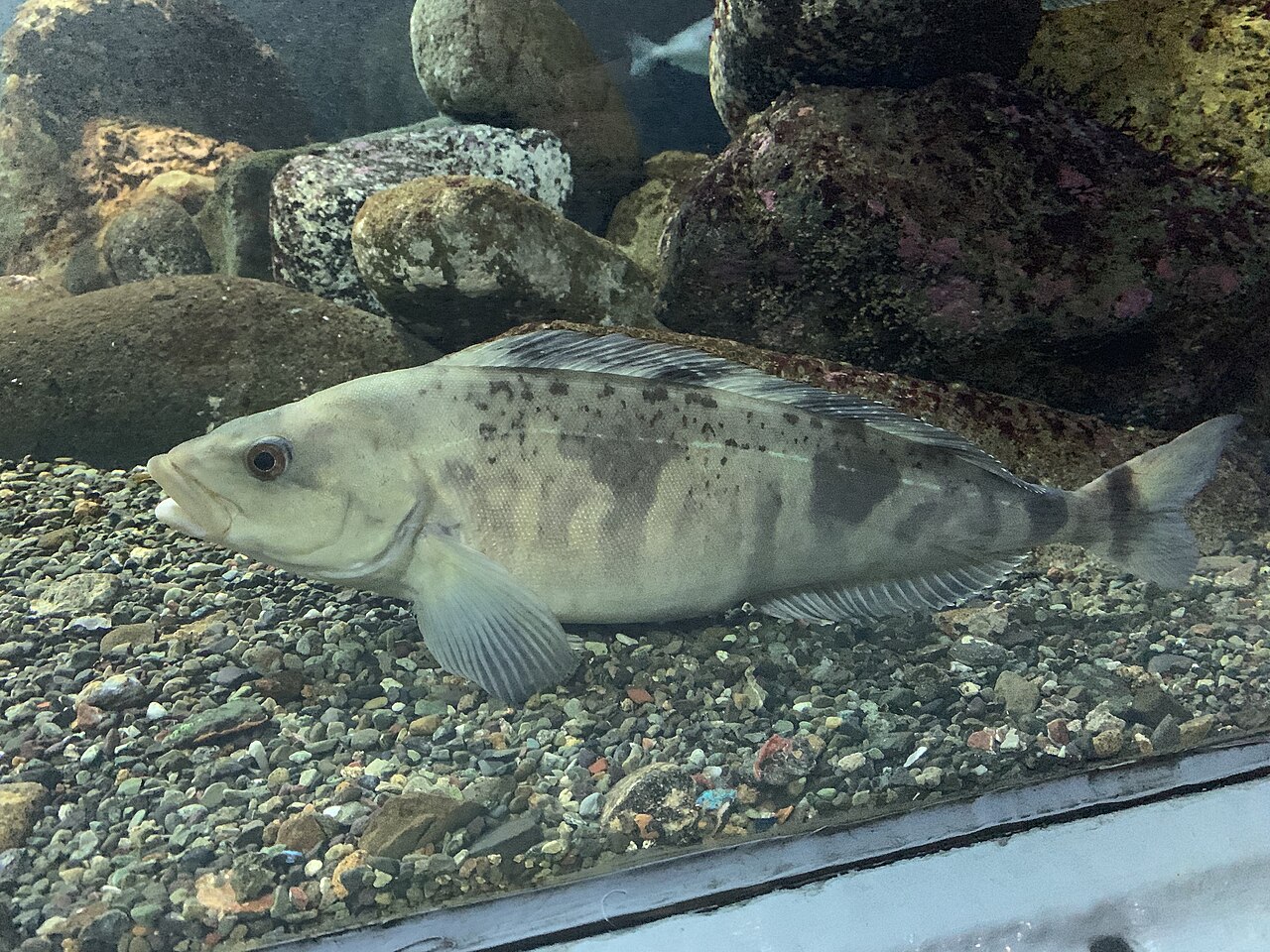 Pleurogrammus azonus otaru.jpg