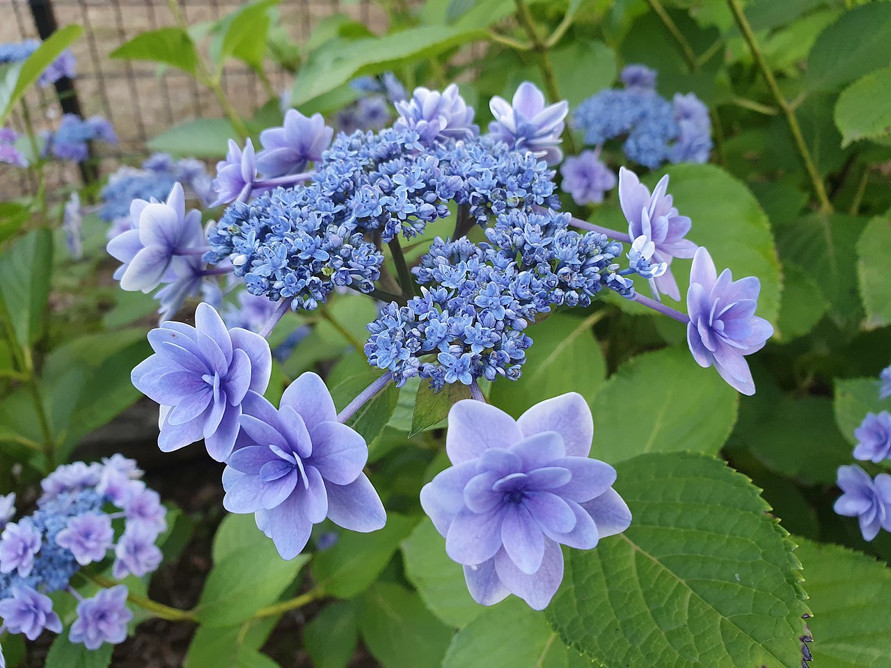 有栖川宮記念公園の紫陽花.jpg
