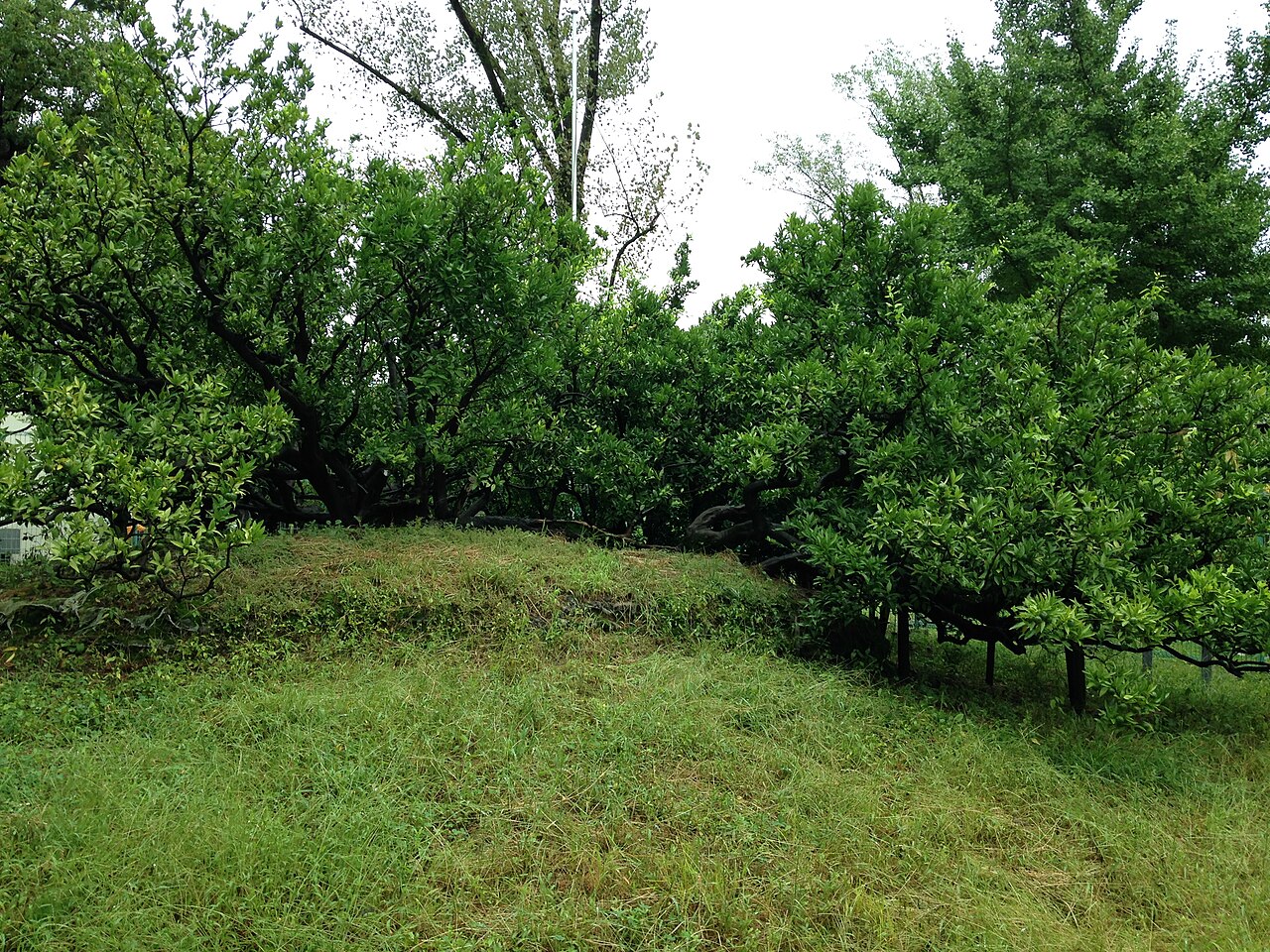 Citrus unshiu tree planted by Tokugawa Ieyasu in Sumpu Castle Park 3.JPG