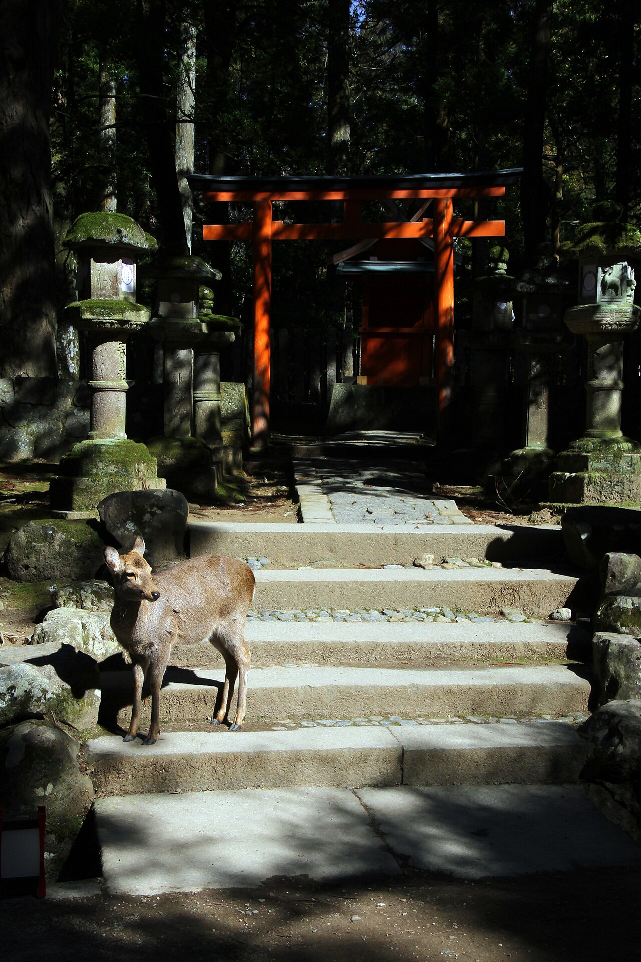 Kasuga-taisha 春日大社 IMG 3563.jpg